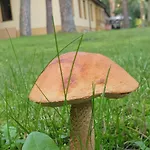 Toskana * Pogorzelica (Gmina Rewal)