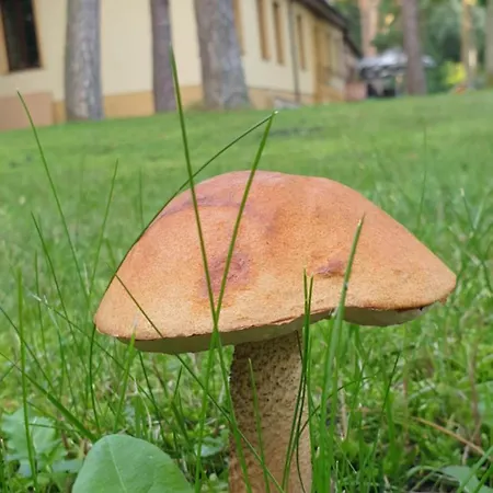 Toskana * Pogorzelica (Gmina Rewal)