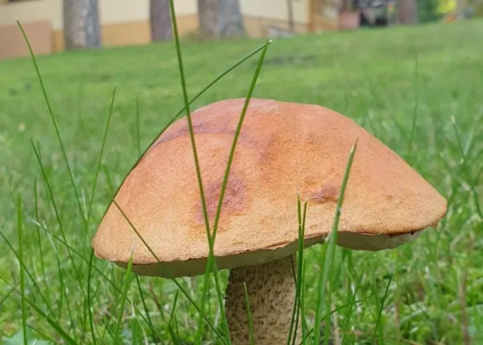 Toskana * Pogorzelica (Gmina Rewal)